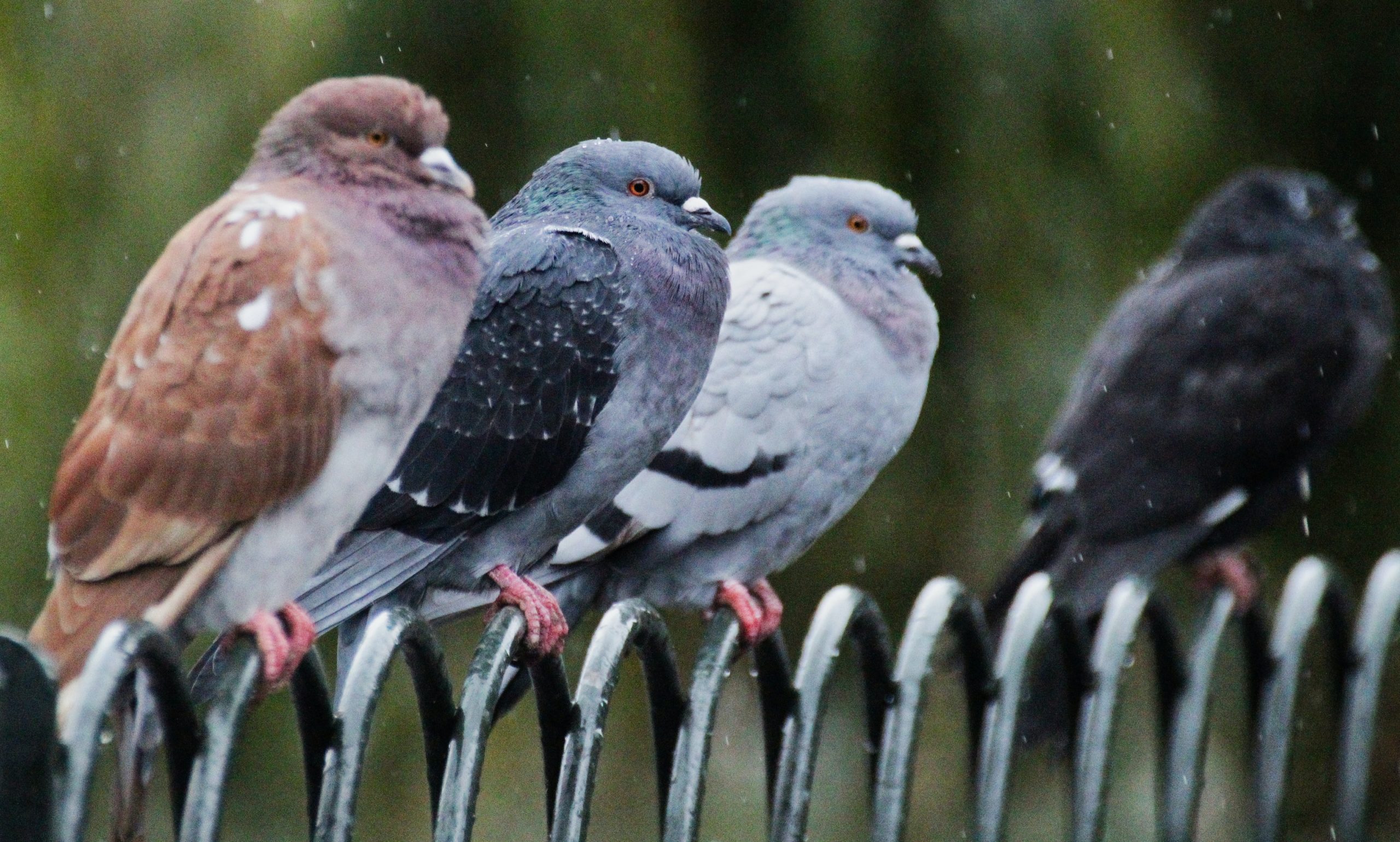 A Everecity on est pas des Pigeons !