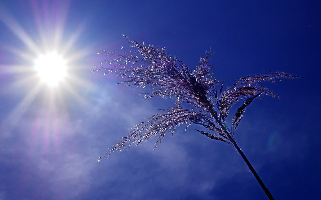 REACTIVATION DU PLAN CANICULE DE LA COMMUNE D’EVERE